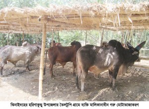 Jhenaidah harinakunda cow farmig photo